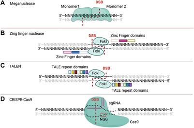 Improvements of nuclease and nickase gene modification techniques for the treatment of genetic diseases